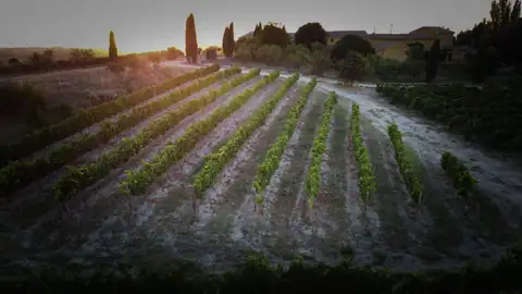 «Paseo de la viña a Bodegas Meler», foto 1 de 3
