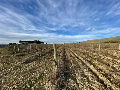Bodega Aldahara, en Estadilla, foto 5 de 5