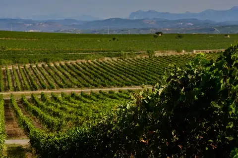 Bodega LAUS, en Barbastro, foto 3 de 5