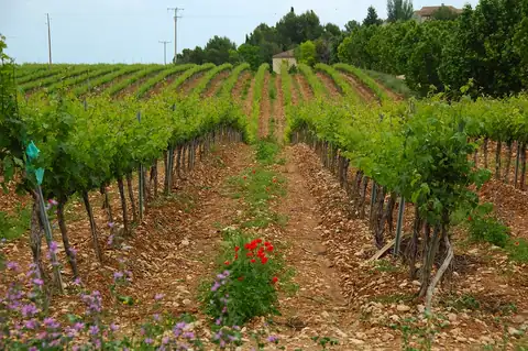 Bodegas Monte Odina, en Ilche, foto 4 de 5