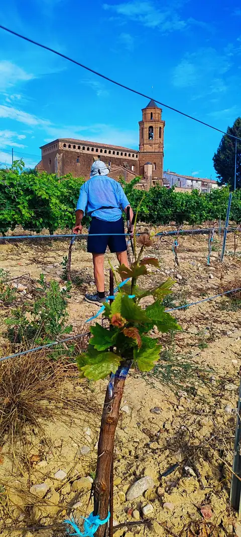 Bodegas Osca, en Ponzano, foto 6 de 7
