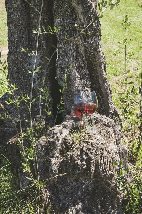 Cartel y fotos de «Bus del Vino Somontano «Historia y Tradición»», foto 5 de 7